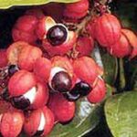 Guarana (Paullinia cupana)