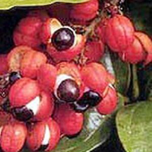 Guarana (Paullinia cupana)