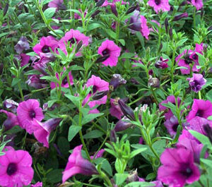Petunia violacea (Shanin)