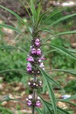 Motherwort Private Reserve (Marihuanilla)