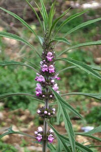 Motherwort Private Reserve (Marihuanilla)