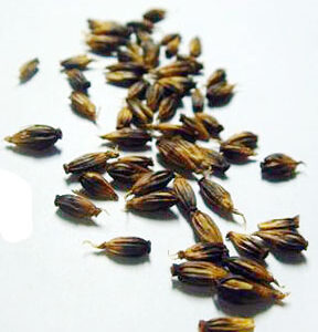 Silene Capensis Seeds (10/Packet)