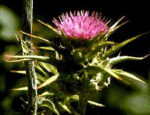 Milk Thistle Seed Powder (Silybum marianum)