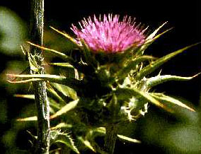 Milk Thistle Seed Powder (Silybum marianum)