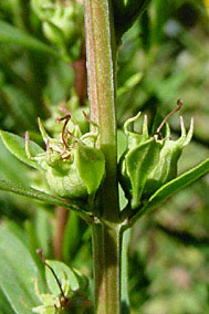 Sinicuichi Seeds (10/Packet)