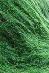 Spirulina Powder