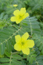 Tribulus terrestris