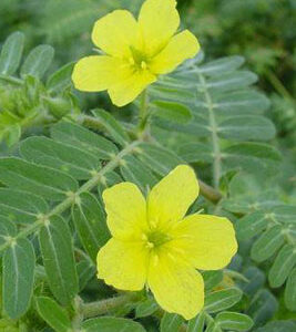 Tribulus terrestris