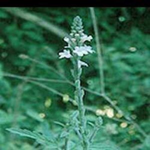 Vervain Powder (Verbena officialis)