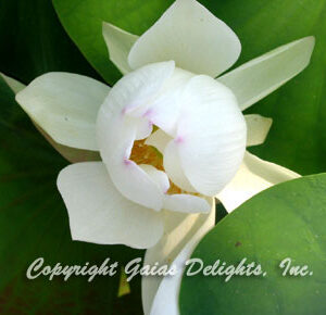 White Lotus Flowers (Nymphaea alba)