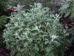 Wormwood Tea Cut (Alpine Sweet)