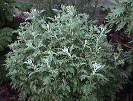 Wormwood Tea Cut (Alpine Sweet)